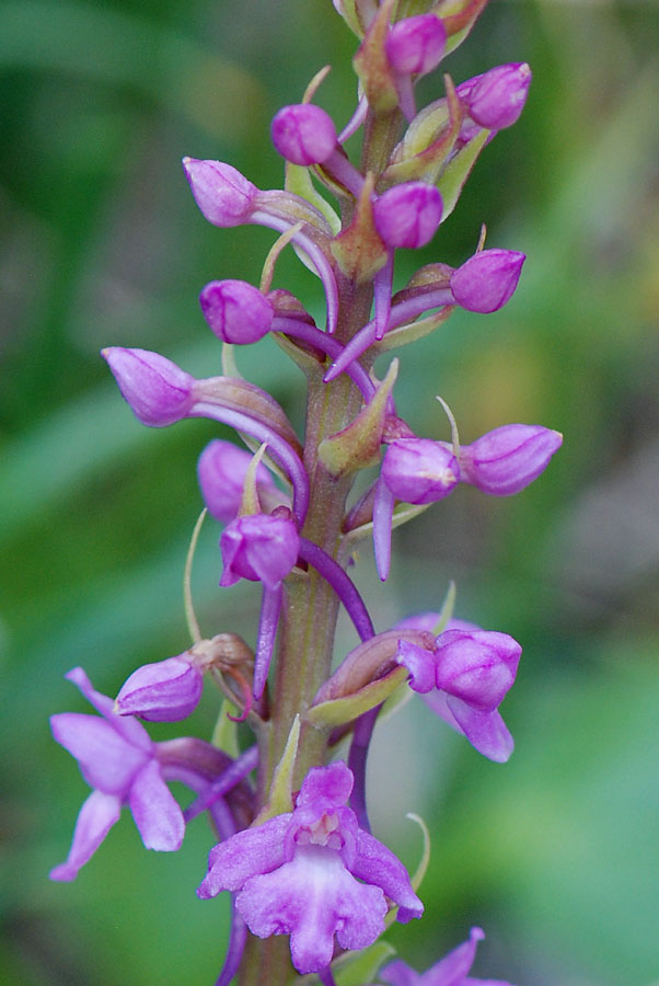 Orchidea del Civetta da id.